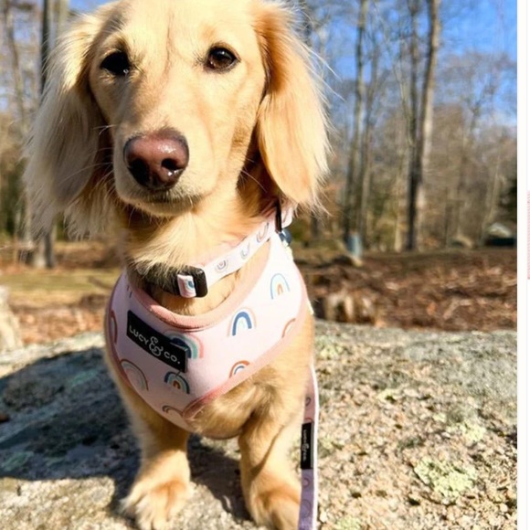 Lucy Co. Dog Collar with 💩 Bag Holder (bags inside) - Picture 3 of 4